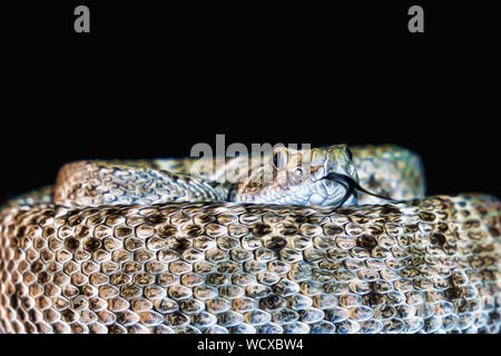 Diamondback Rattlesnake flippen Zunge - Digital Snake Kunst Ölmalerei Stockfoto