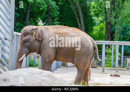 Großer Elefant in der Voliere des Zoos. Welt der Tiere. Stockfoto