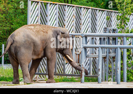 Großer Elefant in der Voliere des Zoos. Welt der Tiere. Stockfoto