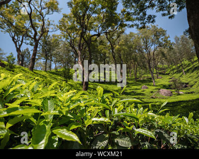 Teeplantage in der Nähe von Munnar, Idukki District, Kerala, Indien, Asien Stockfoto