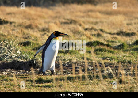 Ein einsamer Königspinguin (Aptenodytes patagonicus) von einer Kolonie in einem abgelegenen Teil der chilenischen Feuerland gegründet Stockfoto