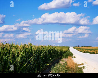 Maisfeld mit blauem Himmel und Wolken neben einer Landstraße in Kansas Stockfoto