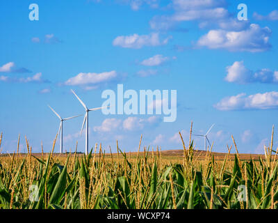 Maisfeld mit blauem Himmel und Wolken mit Windkraftanlagen oder Windmühlen im Hintergrund in Kansas Stockfoto