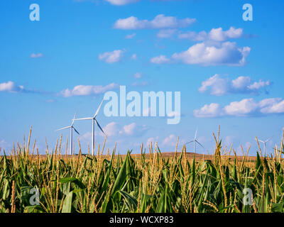 Maisfeld mit blauem Himmel und Wolken mit Windkraftanlagen oder Windmühlen im Hintergrund in Kansas Stockfoto