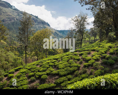 Teeplantage in der Nähe von Munnar, Idukki District, Kerala, Indien, Asien Stockfoto