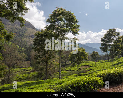 Teeplantage in der Nähe von Munnar, Idukki District, Kerala, Indien, Asien Stockfoto