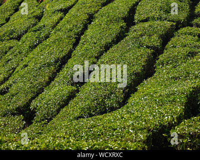 Teeplantage in der Nähe von Munnar, Idukki District, Kerala, Indien, Asien Stockfoto