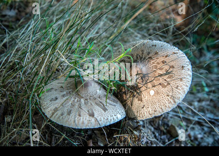 Pilze im Sonnenlicht Stockfoto