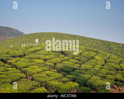 Teeplantage in der Nähe von Munnar, Idukki District, Kerala, Indien, Asien Stockfoto