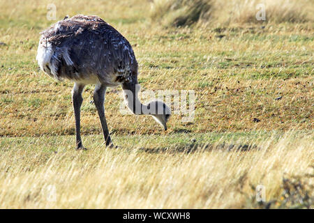 Darwin Nandus (Rhea pennata) Beweidung in den windgepeitschten Wiesen der Torres del Paine Nationalpark, chilenischen Patagonien Stockfoto