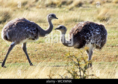 Darwin Nandus (Rhea pennata) Beweidung in den windgepeitschten Wiesen der Torres del Paine Nationalpark, chilenischen Patagonien Stockfoto