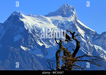 Schwarz-chested Bussard Eagle (Geranoaetus melanoleucas) hoch oben in den Bergen der Torres del Paine Nationalpark im chilenischen Patagonien. Stockfoto