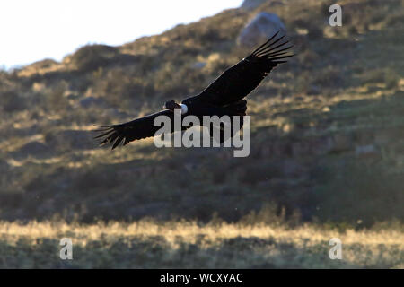 Ein erwachsener Andenkondor (Vultur gryphus) fliegen über die Wiesen der Torres del Paine Nationalpark, im chilenischen Patagonien. Stockfoto