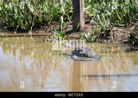 Gelbe Anakonda (Eunectes notaeus) mit riesigen Bauch an der Transpantaneira Straße, Mato Grosso, Brasilien, Südamerika. Stockfoto