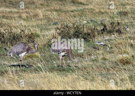 Darwin Nandus (Rhea pennata) Beweidung in den windgepeitschten Wiesen der Torres del Paine Nationalpark, chilenischen Patagonien Stockfoto