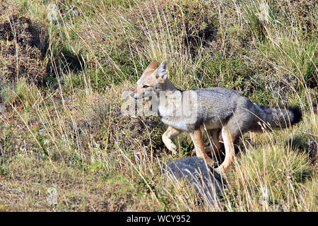 Eine Südamerikanische Gray Fox (Lycalopex griseus), oder Chilla, springen über die Wiese der Torres del Paine Nationalpark im chilenischen Patagonien Stockfoto