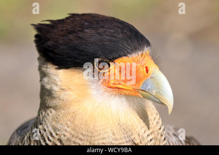 Close up Kopfschuss eines wilden Southern Crested Caraca (karakara plancus) im Torres del Paine Nationalpark im chilenischen Patagonien. Stockfoto