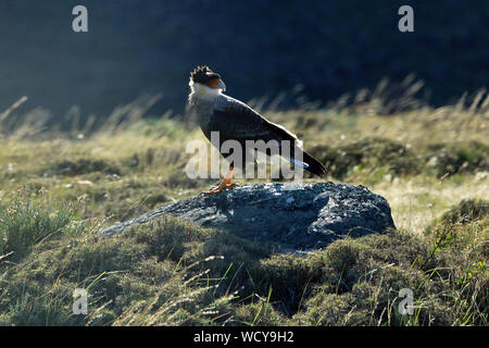 Eine wilde Southern Crested Caraca (karakara plancus) auf einem windgepeitschten Felsen im Torres del Paine Nationalpark im chilenischen Patagonien sitzen. Stockfoto