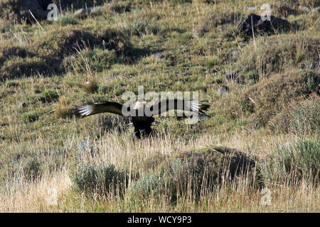 Eine wilde Southern Crested Caraca (karakara plancus) Flucht in den Torres del Paine Nationalpark im chilenischen Patagonien. Stockfoto
