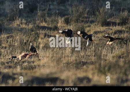 Eine Gruppe von Southern Crested Caracas (karakara plancus) scavenging ein guanako Leichnam in den Torres del Paine Nationalpark im chilenischen Patagonien. Stockfoto