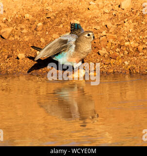 Schöne Grau, Blau und Rosa Bourke's Papagei, Neopsephotus bourkii, durch das Wasserloch in der Dämmerung und in ruhigen Wasser spiegelt - im Outback Australien Stockfoto