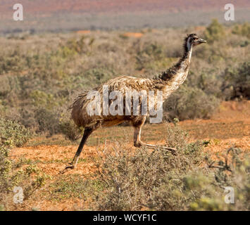 Australische emu, Dromaius novaehollandiae, großen flugunfähigen Vogel, ausgeführt durch niedrig wachsende Vegetation auf outback Plains Stockfoto