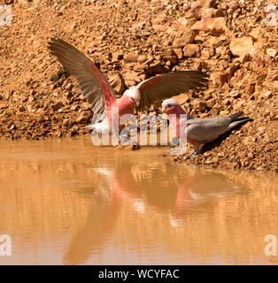 Zwei galahs, Eolophus roseicapillus, schöne rosa & graue Kakadus, eines mit Flügel ausgebreitet und im Wasser der Pool im Outback Australien Stockfoto