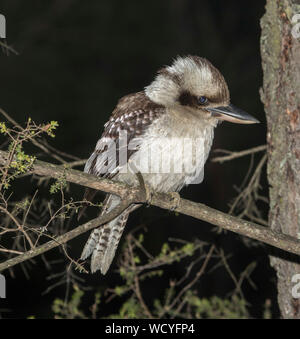 Australische Laughing Kookaburra, Dacelo novaeguineae, auf einem Ast gegen den dunklen Hintergrund im Crows Nest Nationalpark Queensland gehockt Stockfoto