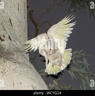 Atemberaubende imageof Little Corella, Cacatua sanguinea, eine weiße Papagei, im Flug neben Stamm von Gum Tree & gegen Bkgd von Dark Sky im Outback Australien Stockfoto