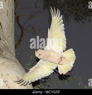 Atemberaubende imageof Little Corella, Cacatua sanguinea, eine weiße Papagei, im Flug neben Stamm von Gum Tree & gegen Bkgd von Dark Sky im Outback Australien Stockfoto