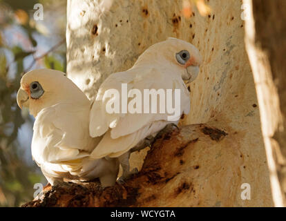 Paar Little Corellas, Cacatua sanguinea, weiß Papageien, Inspektion nesting Hohl in Eukalyptusbaum im Outback Südaustralien Stockfoto