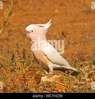 Schöne rosa und weißen Australischen Major Mitchell Kakadu, Lophochroa leadbeateri, auf steinigen rote Erde der Outback Queensland Stockfoto