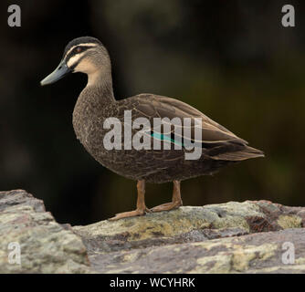 Australian Pacific Black Duck, Anas superciliosa, stehend auf Rock bei Tooloom fällt NSW Stockfoto