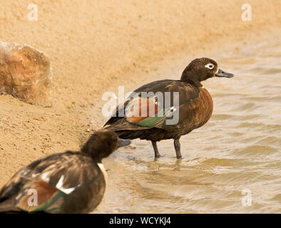 Weibliche australische Brandgans, Tadorna tadornoides, mit männlichen im Vordergrund, waten in Pool von Wasser im Outback Südaustralien Stockfoto