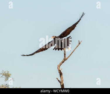 Australische wedge-tailed eagle, Aquila Audax, ein Raubvogel, im Kampf gegen Licht blauer Himmel im Outback von Queensland Stockfoto