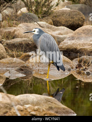 Australian White-faced Heron mit langen goldenen gelb Beine im flachen Wasser stehen in Rocky Creek in NSW Stockfoto