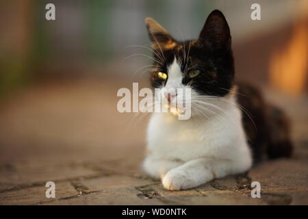 Tricolor kitty liegt auf dem Steinboden in einem Sommer Hof, Tiere im Freien, Maneki Neko Katze. Stockfoto