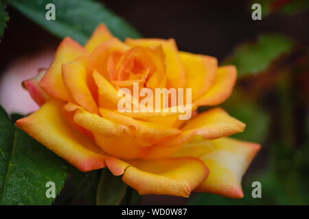 Rosa 'Gold Medal' - Grandiflora Rose mit gelben Mischung Stockfoto