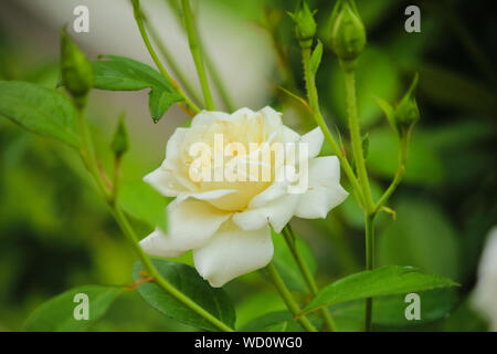 Rosa floribunda 'iceberg' weiße Rose Stockfoto