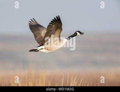 Kanada Gans Flucht in Charleston Slough, San Francisco Bay Stockfoto