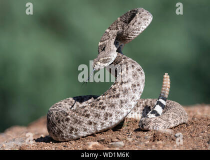 WESTERN Diamondback Rattlesnake Crotalus atrox), Sonora Desert, Arizona, Nordamerika Stockfoto