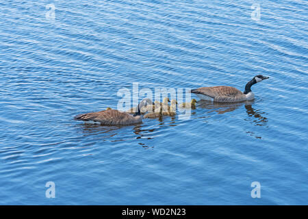 Gans Eltern schützen ihre Brut in Horicon Marsh in Wisconsin Stockfoto