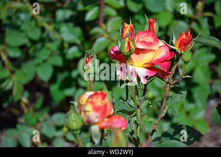 "Perfect Moment" Hybrid Tea Rose Stockfoto