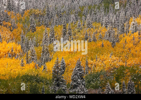 Erster Schnee, Herbst, Kastanienbraun Bells-Snowmass Wildnis, Colorado Stockfoto