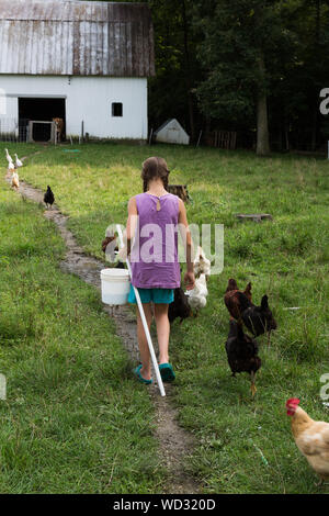 Eine Herde hungriger Freilandhühner folgt erwartungsvoll einem jungen Mädchen auf der biologischen DeKalb County Farm der Familie in der Nähe von Spencerville, Indiana, USA. Stockfoto