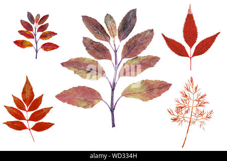 Rote Blätter im Herbst zeigen grafische isoliert feinen Rand auf weißem Hintergrund für die Gestaltung der Arbeit Stockfoto