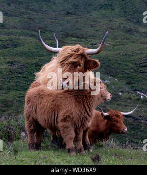 Die berühmten Highland Kühe von Schottland mit langen Haaren und Hörner Stockfoto