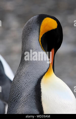 Königspinguine sind die 2 größten Pinguin der Welt. Diese sind auf South Georgia in der Antarktis Stockfoto