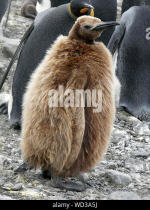 Königspinguine sind die 2 größten Pinguin der Welt. Diese sind auf South Georgia in der Antarktis Stockfoto