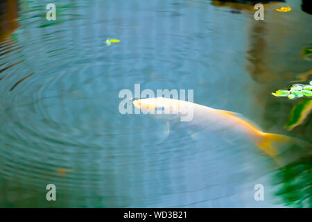 Fisch oder japanischen Koi Karpfen in schwimmt unter Aqua Oberfläche und Wasser Kopfsalat Stockfoto